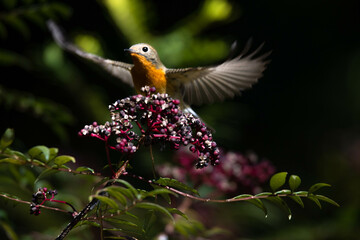 We filmed a feeding activity scene of a yellow flycatcher and a blackbird.
The active feeding activities and beautiful colors of the yellow flycatcher are gorgeous, and even the small cockroach shows 