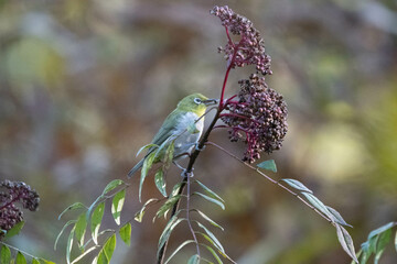 We filmed a feeding activity scene of a yellow flycatcher and a blackbird.
The active feeding activities and beautiful colors of the yellow flycatcher are gorgeous, and even the small cockroach shows 