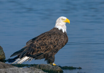 american bald eagle