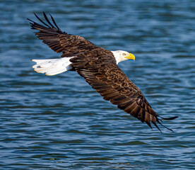 american bald eagles, flying