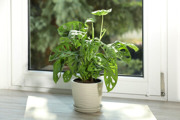 Beautiful monstera in pot on wooden window sill