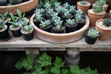 Cozy plant store with planter pots on wooden showcase and terracotta pot on floor. Greenhouse with decorative succulent houseplants for sale. Home floral design studio. Small business, garden nursery.
