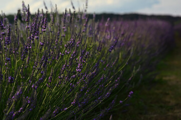 Beautiful blooming lavender plants growing in field, closeup. Space for text