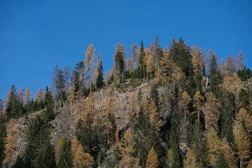 Landscape alpine autumn bork beetle pests woods