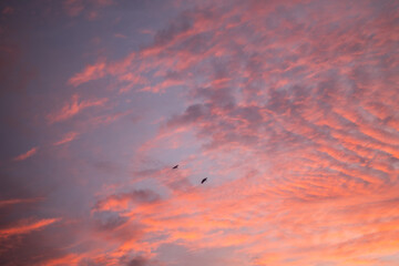 夕焼けの空を飛ぶ二羽のカラス
