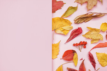 Composition with autumn leaves, berries and seeds on pink background