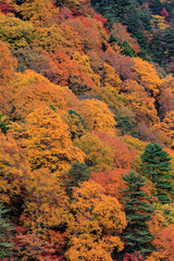 秋になると山は緑一色からカラフルに紅葉します