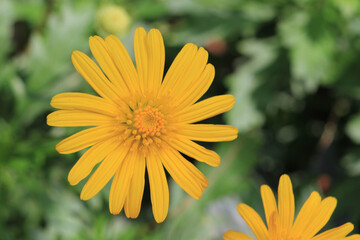 yellow daisy in dark background, the nature concept image