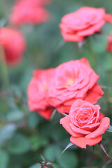 the Ranunculus pink flowers close up background