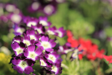 the Small pink flowers on branch in the forest.