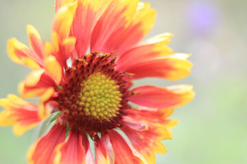 a Gaillardia with blurred background, orange color