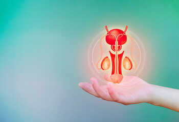Male reproductive system and hand isolated, light green background. Specialized care in modern...