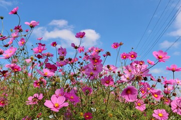 Obraz na płótnie Canvas 青空とピンクのコスモス　お花畑の風景　栃木