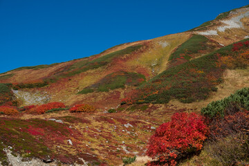 秋の山の風景
