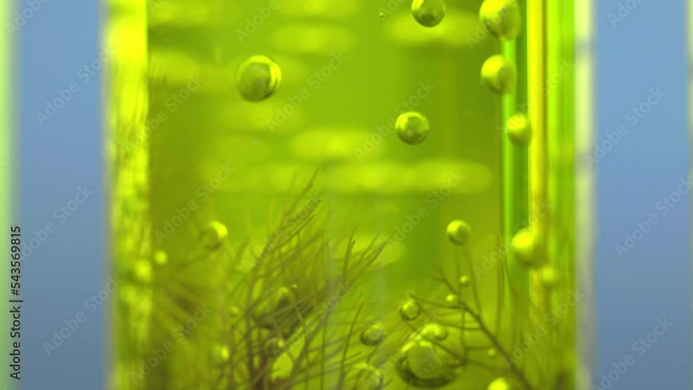 Wall mural Scientists are researching algae energy for reliable biofuel source. - Wall murals