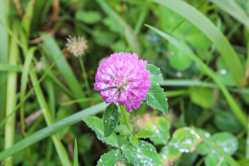 A purple flower with dew that I found on the side of the road.