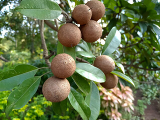 Chiku fruits tree in agriculture 