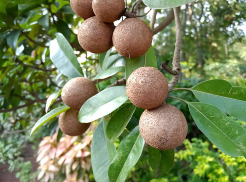 Chiku fruits tree in agriculture 
