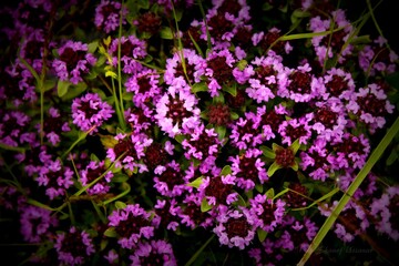 flowers in the garden