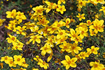 Yellow bidens laevis - coreopsis - California