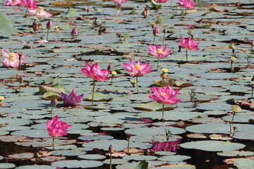 Nelumbo nucifera, also known as sacred lotus, Laxmi lotus, Indian lotus, or simply lotus, is one of two extant species of aquatic plant in the family Nelumbonaceae. 