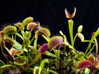 close up of a Venus Fly Trap