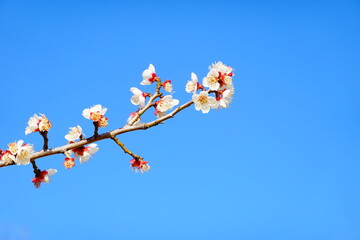京都　青空に咲く梅の花