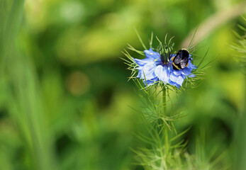 Bumblebee on blue flower - California