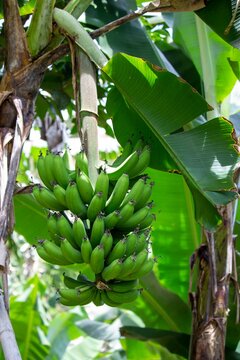 Bananeira com fruto verde