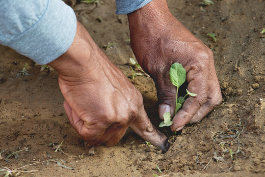 Manos de una persona sembrando una planta, cultivo de plantas, siembra de cultivos.