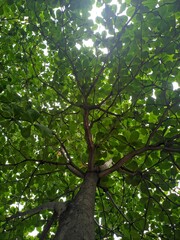 photography of The terminalia catappa ketapang tree is an angiosperm plant and is widely planted in industrial or residential areas.