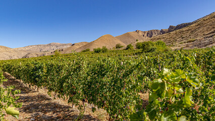 Green vineyards in early autumn surrounded by mountains under a bright blue sky