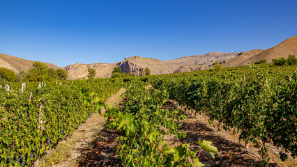 Fototapeta na wymiar Green vineyards in early autumn surrounded by mountains under a bright blue sky
