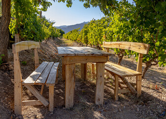 Wooden table and benches standing surrounded by vineyards. Soft focus