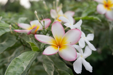 Fototapeta na wymiar frangipani flower fall on jamine plants