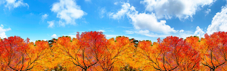 秋の紅葉の森と青空　パノラマ合成素材