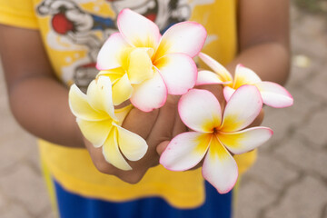 close up cropped hands holding frangipani flower