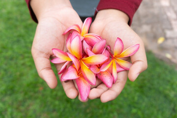 close up cropped hands holding frangipani flower