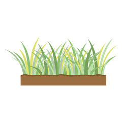 Small green grass fresh on ground white background vector