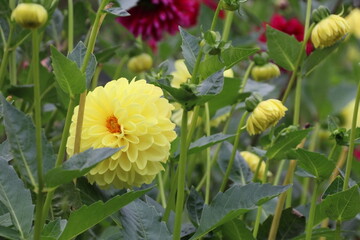 秋の花、ダリヤ。イエロークリスタル。