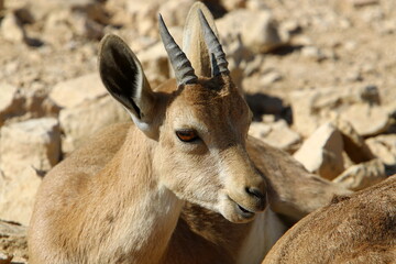 Wild mountain goats in southern Israel.