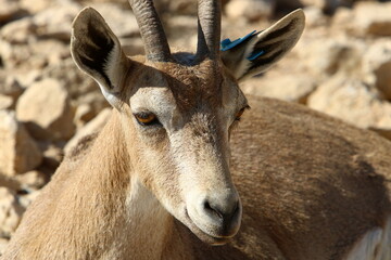 Wild mountain goats in southern Israel.