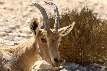 Wild mountain goats in southern Israel.