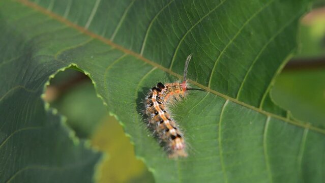 The Cuteness of caterpillars on cassava leaves in the morning