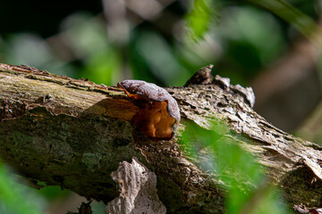 Ear fungus grows on rotten wood in the rainy season. Ear Mushrooms have a delicious taste and are rich in protein