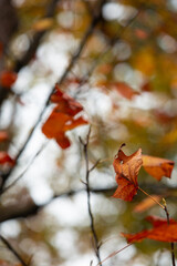 Looking up at Orange Autumn Leaves in Tree Canopy