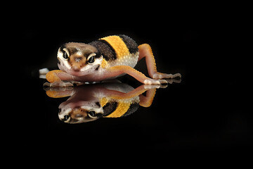 Gecko on black