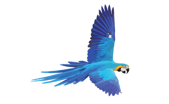 Colorful Blue and gold macaw parrot flying isolated on white background. Vector illustration