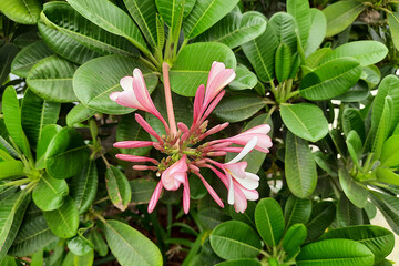 Pink Temple Tree Buds, Flowers and Leaves