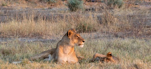 African lioness and cub rest in the grass on the savannah